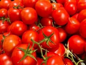 Tomato